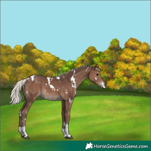 Horse Color:White Spotted Silver Black Tobiano 