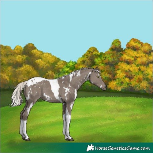 Horse Color:White Spotted Silver Grullo Tobiano 
