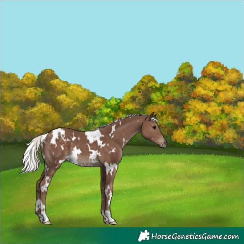 Horse Color:White Spotted Silver Black 