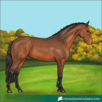 Horse Color:Bay Appaloosa