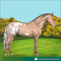 Horse Color:Silver Amber Champagne Frame Appaloosa