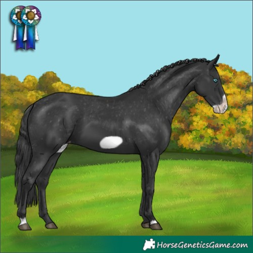 Horse Color:Black Frame Varnish 