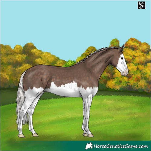 Horse Color:Silver Black Splash