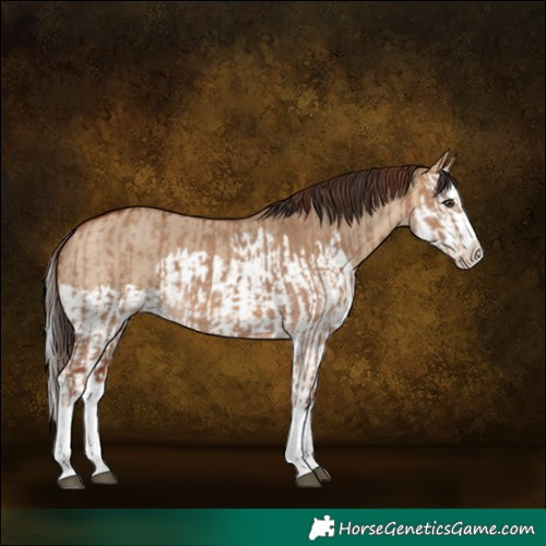 Horse Color:Red Dun Splash  and Bay Dun Splash 
