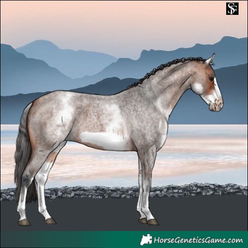 Horse Color:White Spotted Bay Roan Frame
