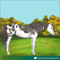 Horse Color:Liver Chestnut Sabino Splash Appaloosa 