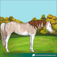 Horse Color:Red Dun Ice Sabino Splash Rabicano 