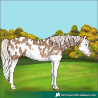 Horse Color:Silver Brown Dun Sabino Splash Appaloosa Rabicano 
