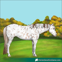 Horse Color:Chestnut Ice Leopard Rabicano