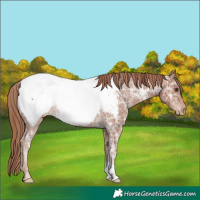 Horse Color:Chestnut Ice Appaloosa Rabicano