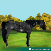 Horse Color:ERROR: UNKNOWN ANOMALY