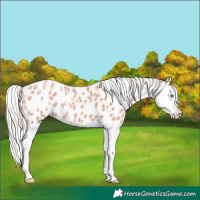 Horse Color:Silver Sable Champagne Ice Sabino Splash Appaloosa 