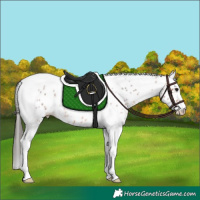 Horse Color:Bay Roan Tobiano Leopard