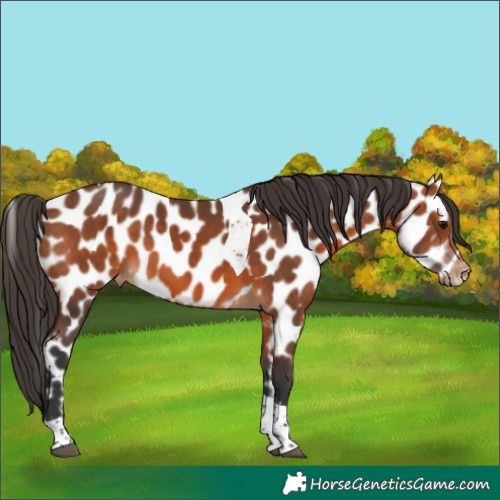 Horse Color:Unknown 