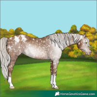 Horse Color:Gray Silver Sable Champagne Blanket