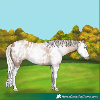 Horse Color:Gray Silver Classic Champagne Splash Appaloosa 