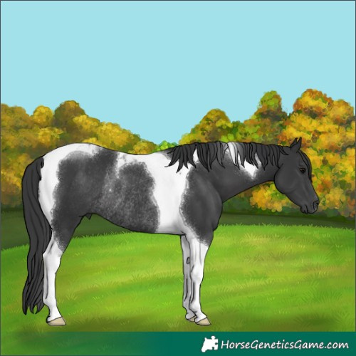 Horse Color:Black Tobiano Rabicano