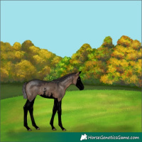 Horse Color:Void Brown Dun Sabino Splash Appaloosa