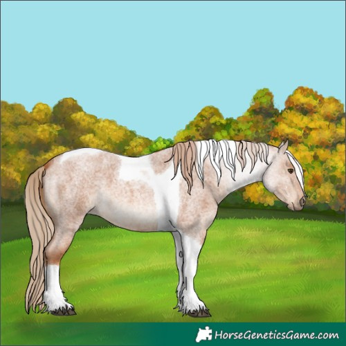 Horse Color:Red Roan Tobiano 