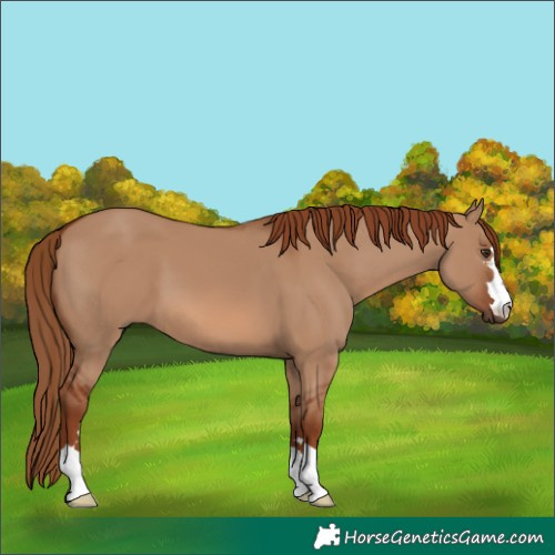 Horse Color:Red Dun 