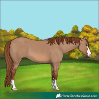 Horse Color:Red Dun 