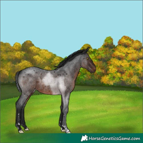 Horse Color:Gray Brown Roan Rabicano 
