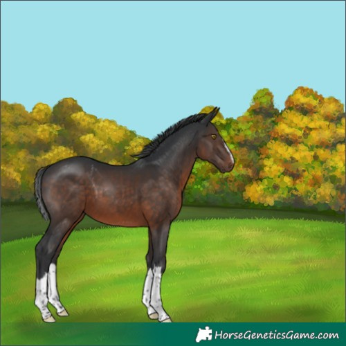 Horse Color:Brown Splash Rabicano 