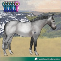 Horse Color:Gray Brown Roan Rabicano