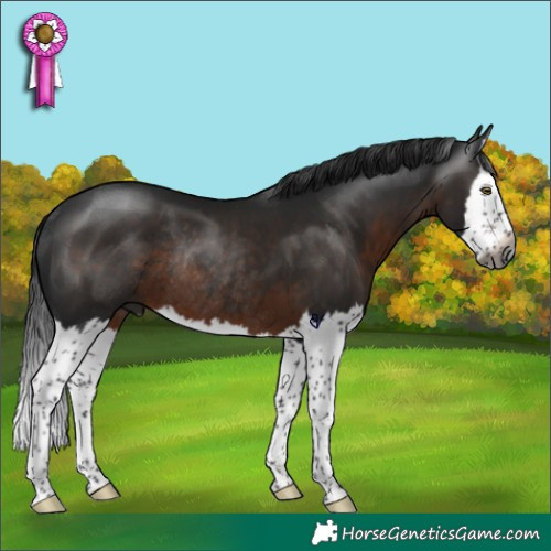 Horse Color:Gray Brown Splash Rabicano 