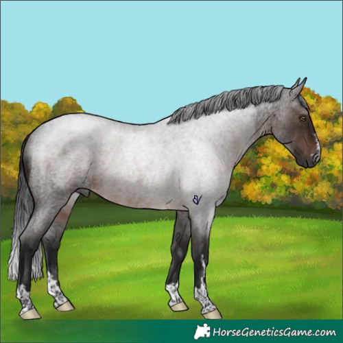 Horse Color:Gray Brown Roan Rabicano 