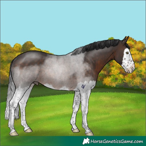 Horse Color:Brown Splash Rabicano 