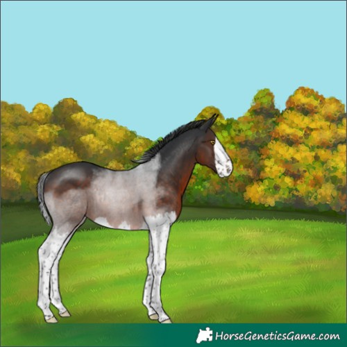 Horse Color:Brown Splash Rabicano