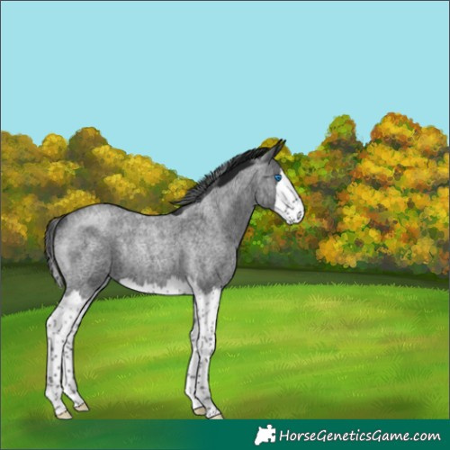 Horse Color:Gray Brown Roan Splash Rabicano