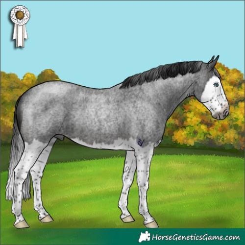 Horse Color:Gray Brown Roan Splash Rabicano 