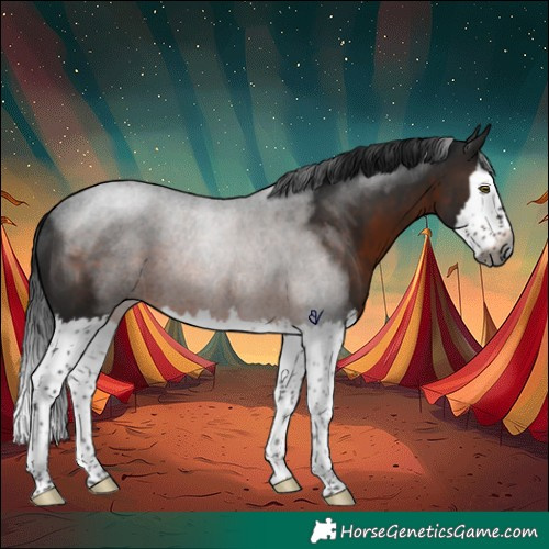 Horse Color:Gray Brown Splash Rabicano 