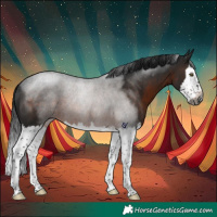 Horse Color:Gray Brown Splash Rabicano 