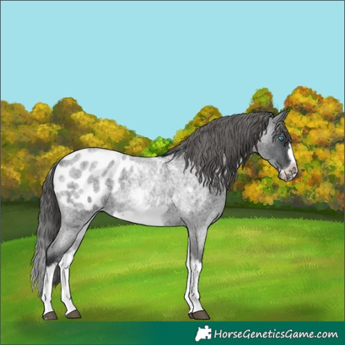 Horse Color:White Spotted Blue Roan Splash Frame Appaloosa 