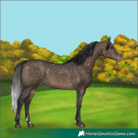 Horse Color:Brown Dun Snowflake Varnish 