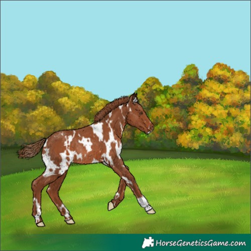 Horse Color:White Spotted Chestnut Rabicano 