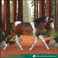 Horse Color:Gray Bay Tobiano Rabicano 