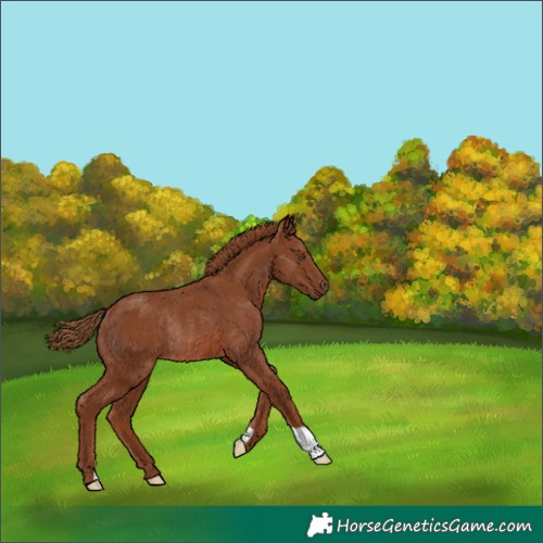 Horse Color:Chestnut Rabicano 