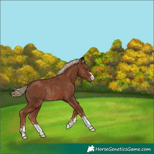 Horse Color:Chestnut Rabicano 