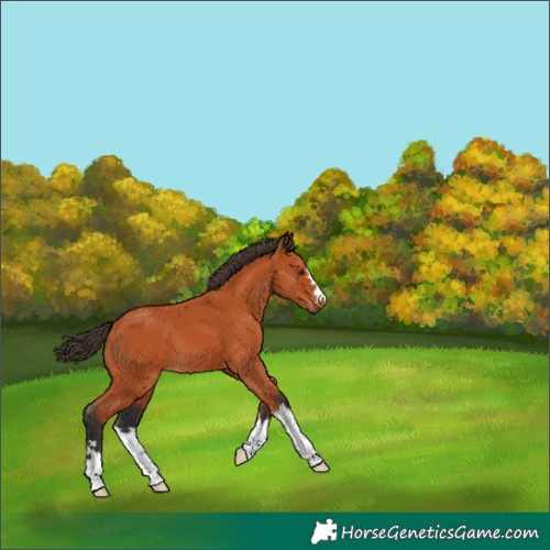 Horse Color:Bay 