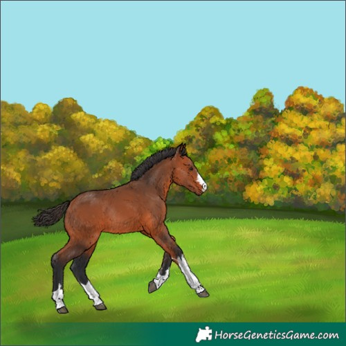 Horse Color:Bay Rabicano 