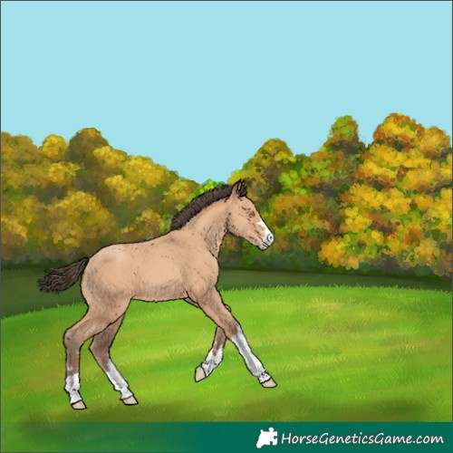 Horse Color:Amber Champagne 