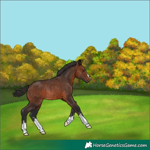 Horse Color:Brown Rabicano 