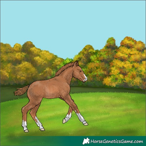 Horse Color:Chestnut Rabicano 