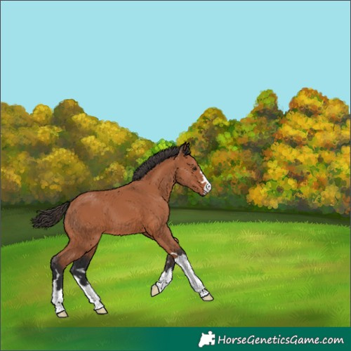 Horse Color:Bay 