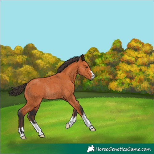 Horse Color:Bay Rabicano 