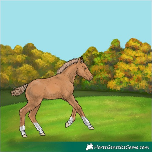 Horse Color:Chestnut 
